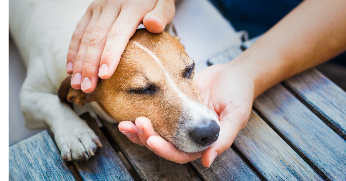 Vet is using best cbd for pain relief for the dog.