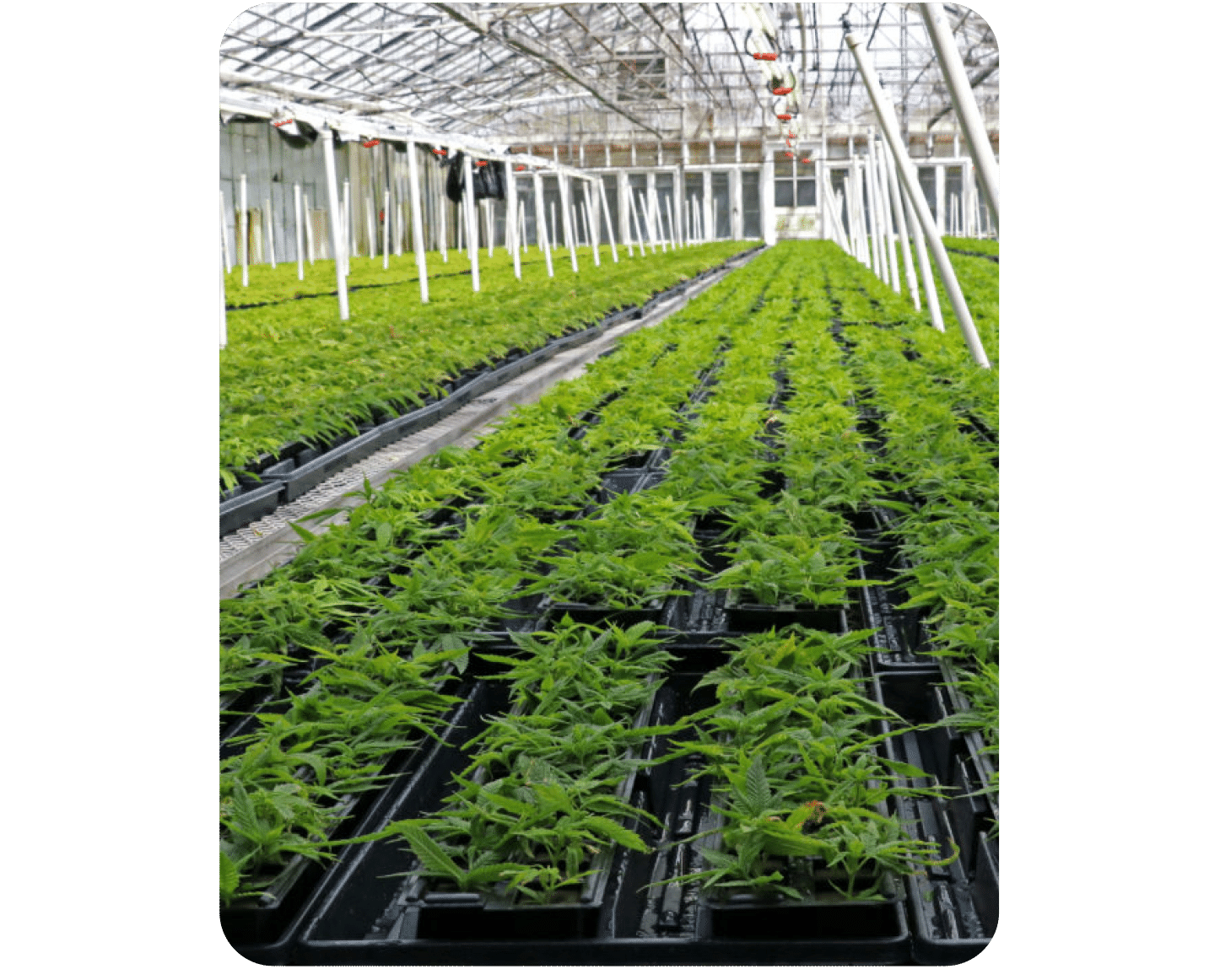 CBD plants showcasing the process of making CBDOps THC free CBD products. 